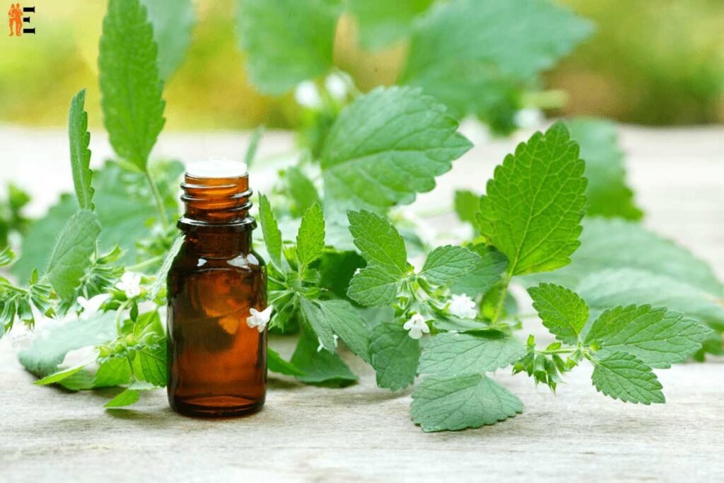7 Best Herbs for Emotional Healing and Confidence | The Entrepreneur Review  