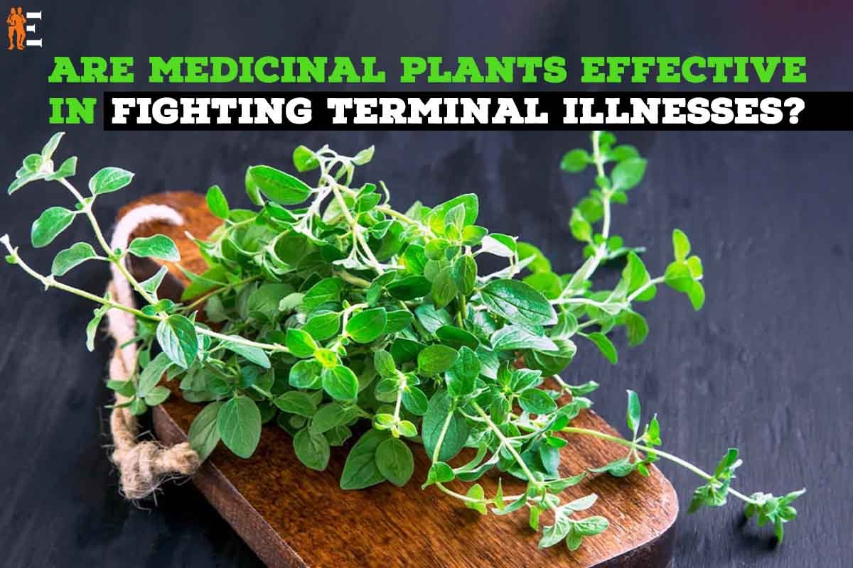 Are medicinal plants effective in fighting terminal illnesses?